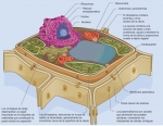 Una célula vegetal típica