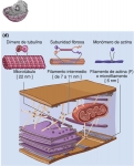 La estructura del citoesqueleto