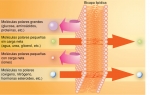 Permeabilidad de una bicapa de fosfolípidos frente a distintas sustancias