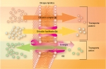 Transporte de sustancias a través de la membrana plasmática