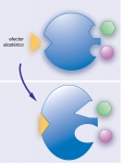 Efectores alostéricos