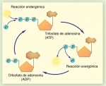 ATP y ADP