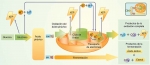 Esquema global de la oxidación de la glucosa