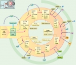 El ciclo de Krebs