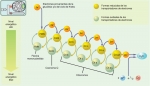 Representación esquemática de la cadena transportadora de electrones