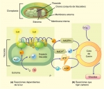 Esquema global de la fotosíntesis