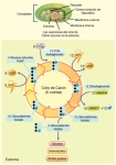 Resumen del ciclo de Calvin