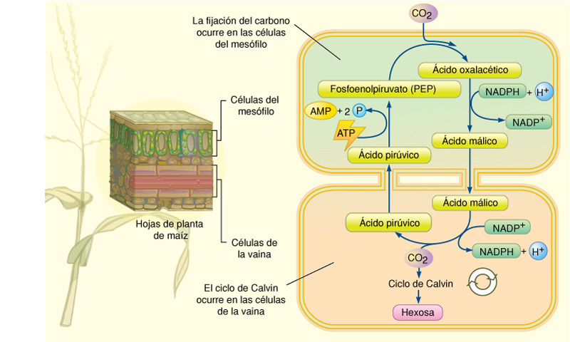 fotosintesis de las plantas. Véase: Las plantas CAM