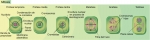 Mitosis en una célula vegetal con cuatro cromosomas