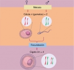 Separación y reunión de los cromosomas homólogos