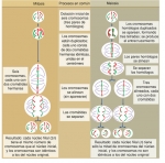 Comparación de la mitosis y la meiosis en una célula con seis cromosomas