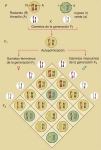 Distribución de los cromosomas en un cruzamiento mendeliano según la hipótesis de Sutton.