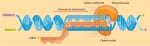 Transcripción del DNA