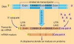 Procesamiento del mRNA en eucariontes