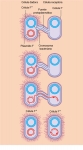 Transferencia de un plásmido F por conjugación