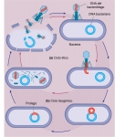Ciclos de los virus bacteriófagos