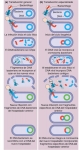 Dos tipos de transducción viral