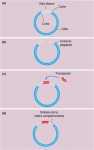 Inserción de un transposón en una molécula de DNA