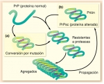 Dos mecanismos posibles de generación de priones