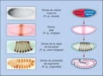 Patrones de expresión temporal de los genes de segmentación y su organización funcional jerárquica