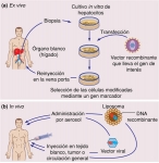 Estrategias en los experimentos de terapia génica