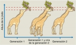 Herencia de los caracteres adquiridos