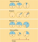 Procesos que explican la dinámica del cambio evolutivo