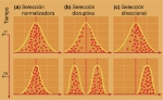 Tres tipos de selección natural