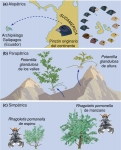 Representación de diferentes modelos de especiación por divergencia adaptativa.