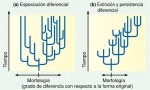 Dos patrones macroevolutivos que resultan del proceso de selección de especies
