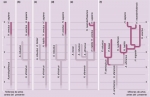 Varios modelos de los orígenes humanos