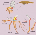 Homologías