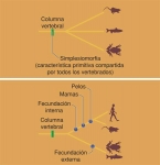 Sinapomorfias y simplesiomorfias.