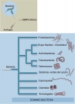 Relaciones filogenéticas hipotéticas entre los grupos de Bacteria