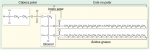 Esquema de membrana de Bacteria