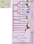 Relaciones filogenéticas hipotéticas