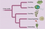 Árbol filogenético hipotético de la línea verde
