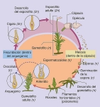 Ciclo de vida de un musgo