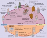 Ciclo de vida del pino