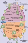 Ciclo de vida de una angiosperma