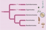 Posibles relaciones filogenéticas entre los grupos de hongos