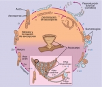 iclo de vida de un ascomiceto típico