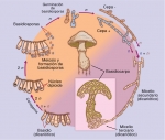 Ciclo de vida de un basidiomiceto