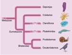 Posibles relaciones filogenéticas entre los animales o metazoos