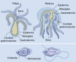 Plan básico del cuerpo de los cnidarios