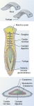 Anatomía externa e interna de las planarias