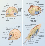 Plan corporal de los moluscos