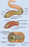 Organización interna de una lombriz de tierra