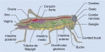 Anatomía interna de un insecto, el saltamontes