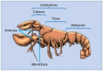 Un crustáceo representativo, el bogavante americano, Homarus americanus